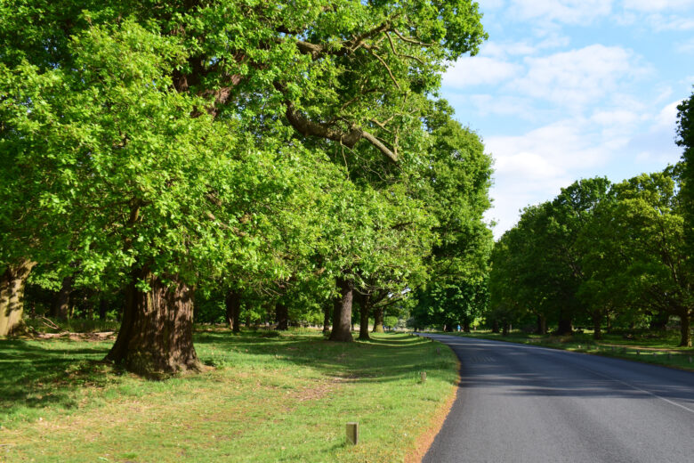 Inside of a park in summer