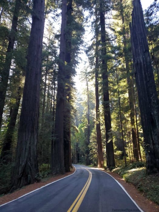Road through the Avenue of Giants with Tall trees