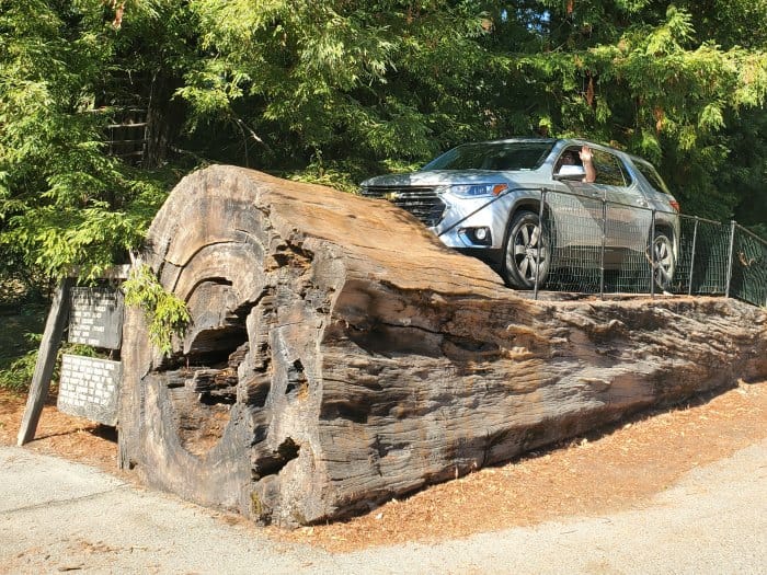 Silver suv on top of a redwood tree with woods behind it