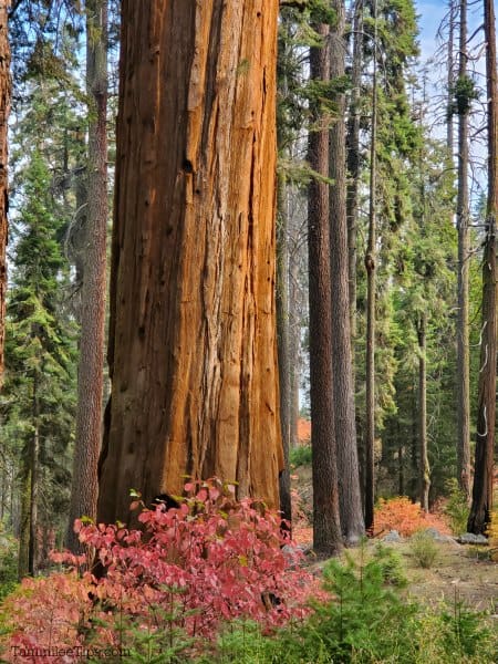 sequoia tree with fall leaves around it