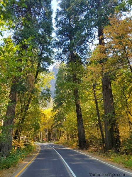 Road through tall trees with fall leaves in Yosemite NP
