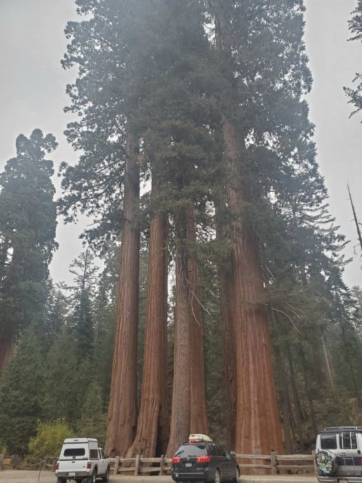 Cars parked at the base of giant sequoia trees