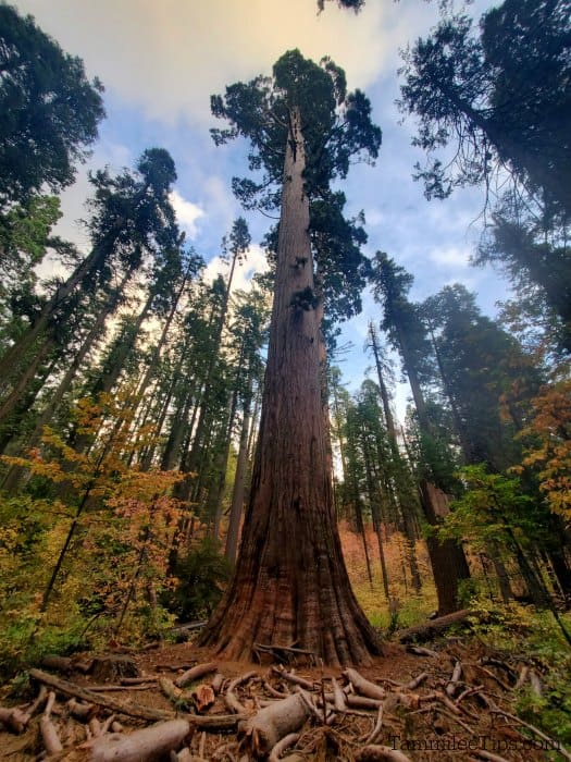 Giant sequoia tree with fall colors surrounding it