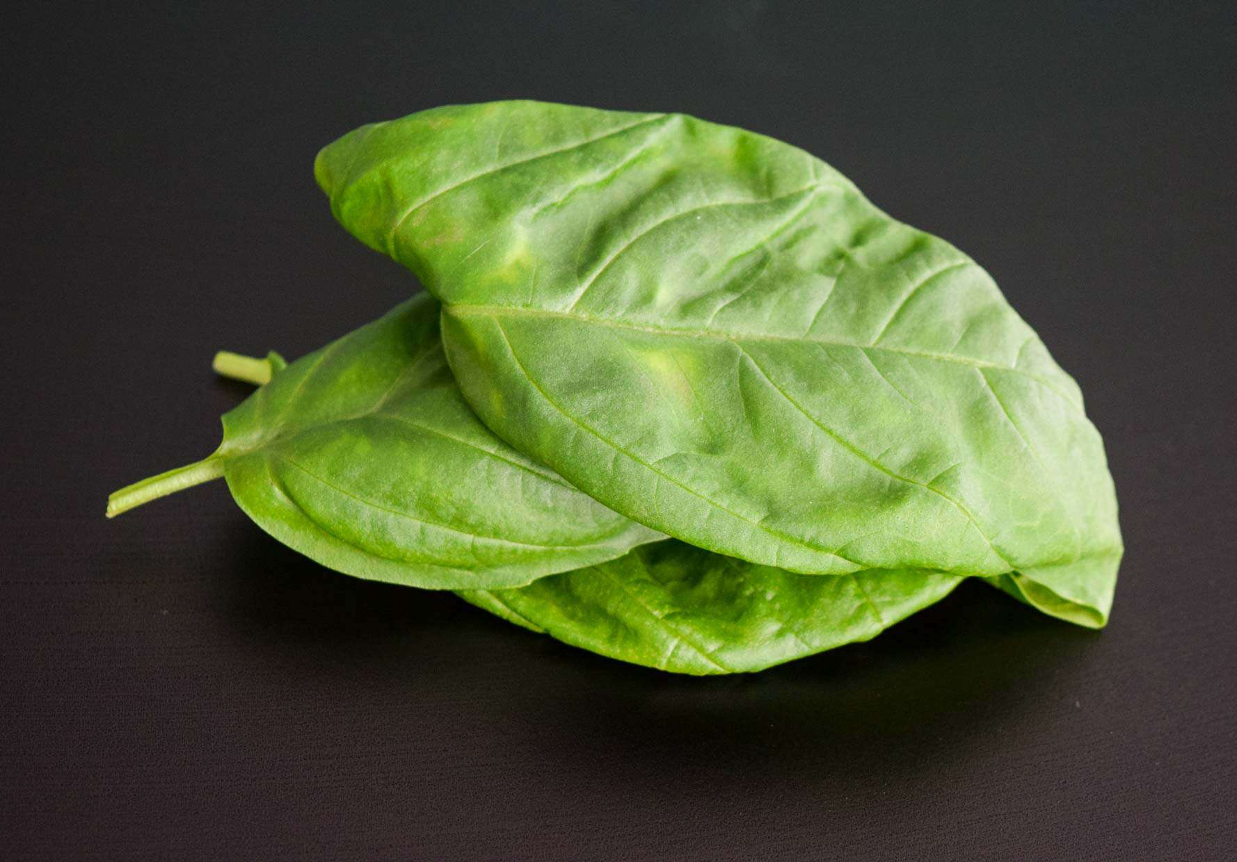 Basil on black background 