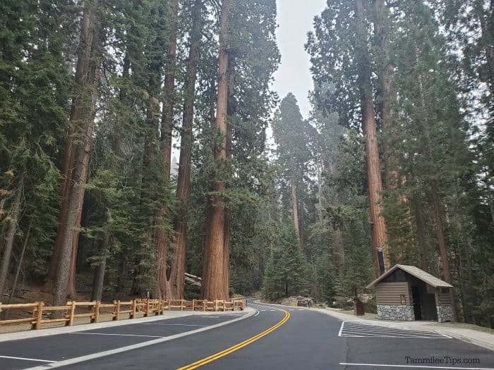 Road through sequoia trees with an outhouse on one side