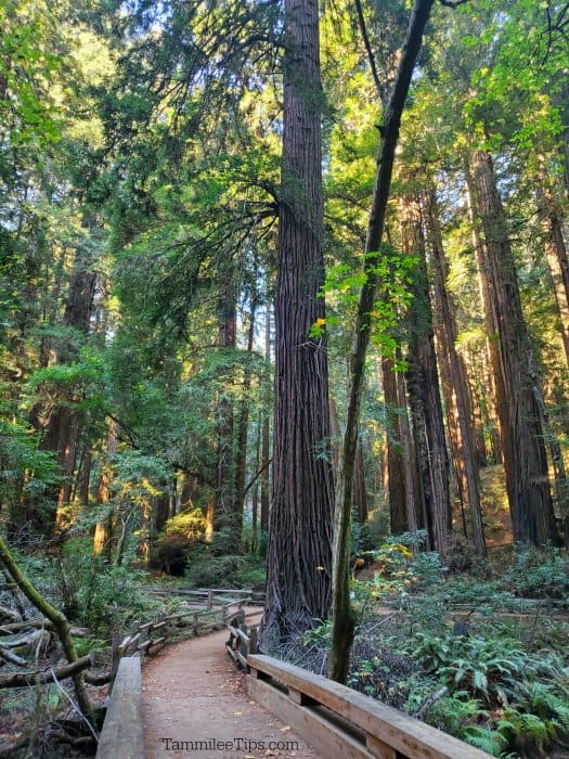 trail through the redwood trees