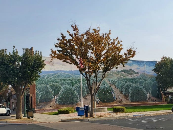 mural of an orange grove with tall trees near it