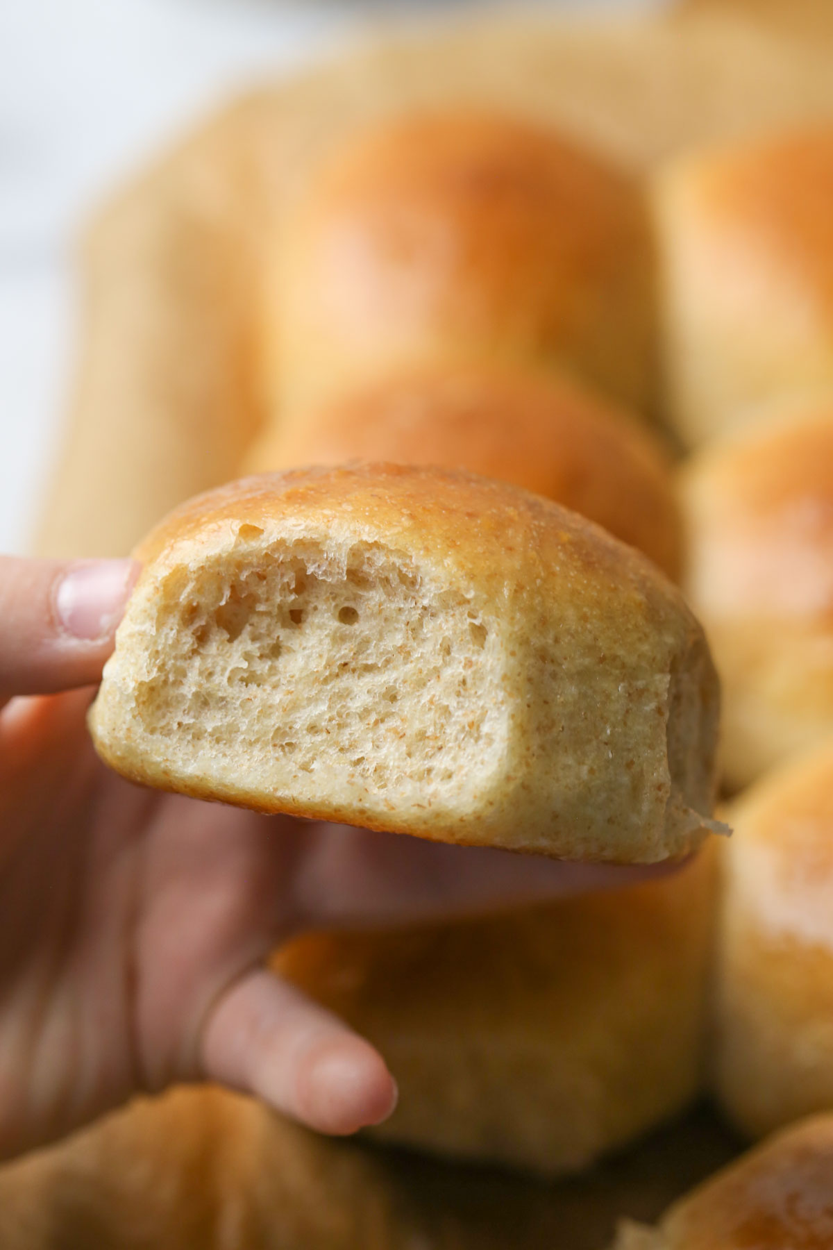 Close up shot of a hand holding an Overnight Honey Wheat Roll.