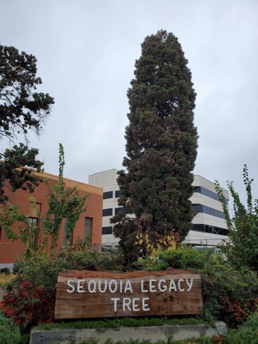Sequoia Legacy Tree with foliage around it 