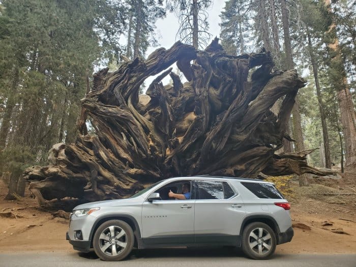 Silver traverse parked in front of the roots of a Sequoia Tree