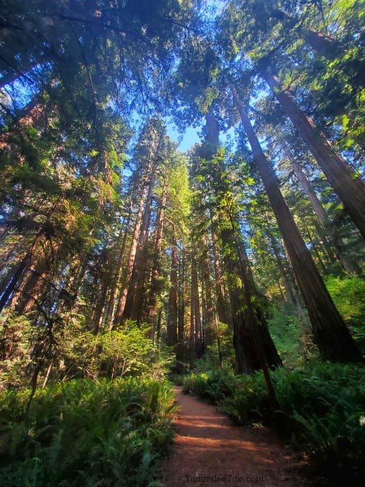 Trail through the Redwoods National park
