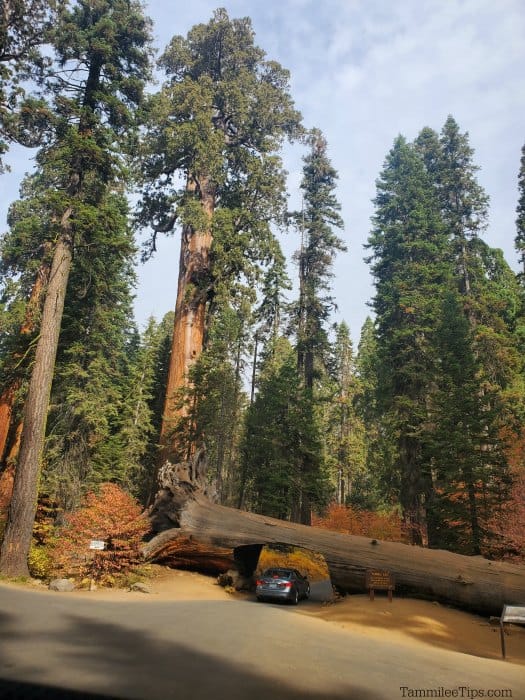 Car driving under a Sequoia tree with tall trees and fall leaves