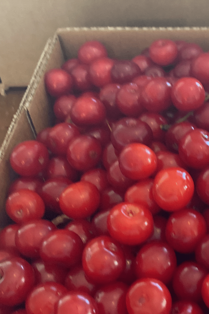 pie cherries for canning