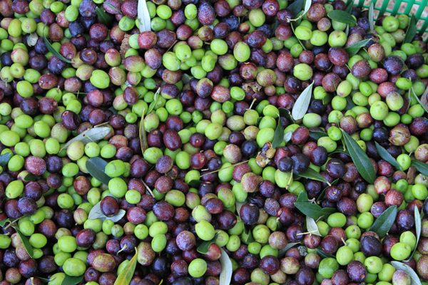 harvest1-olives