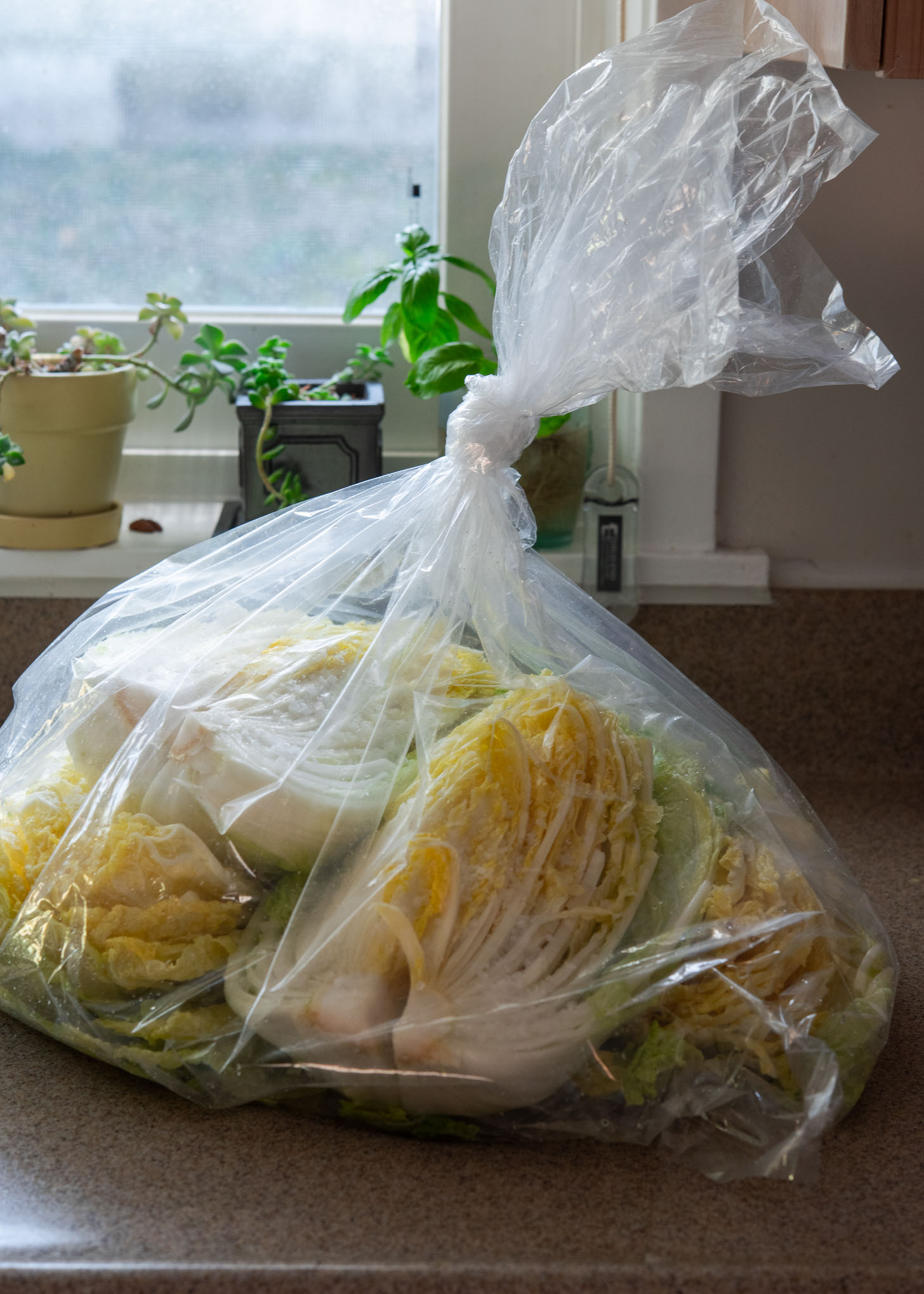 Cabbages are brining in a large plastic bag.