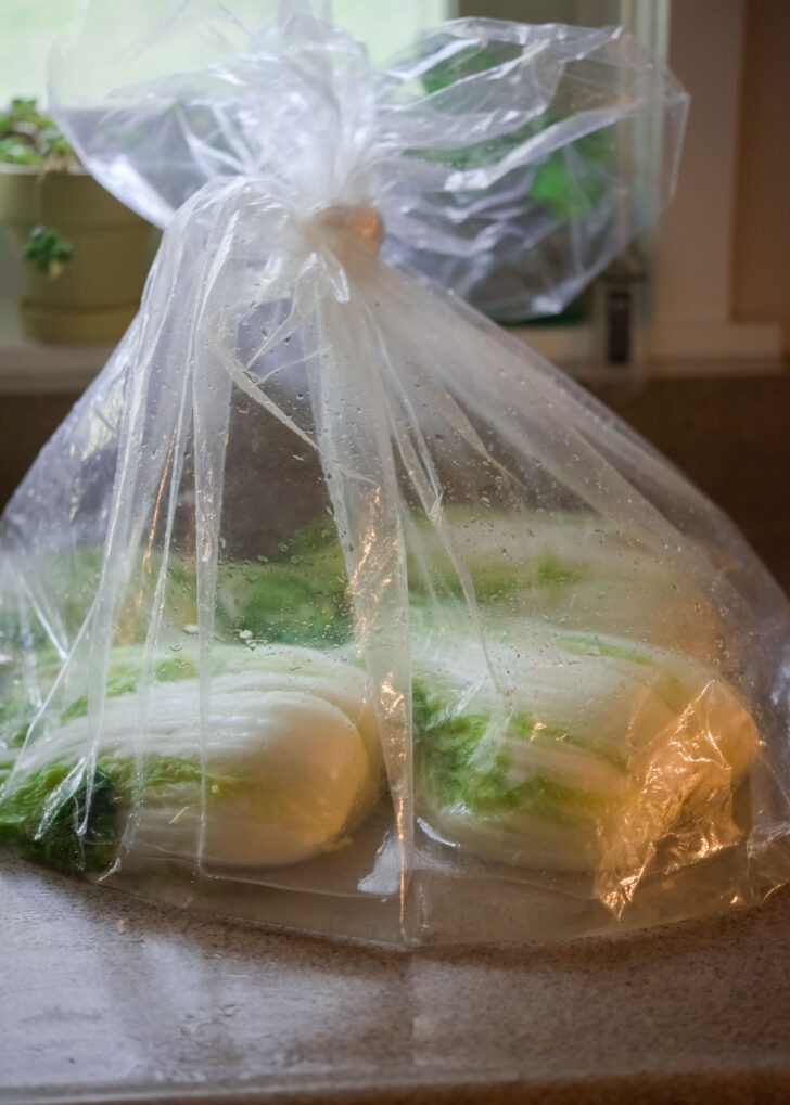 Cabbage wilted inside a plastic bag.