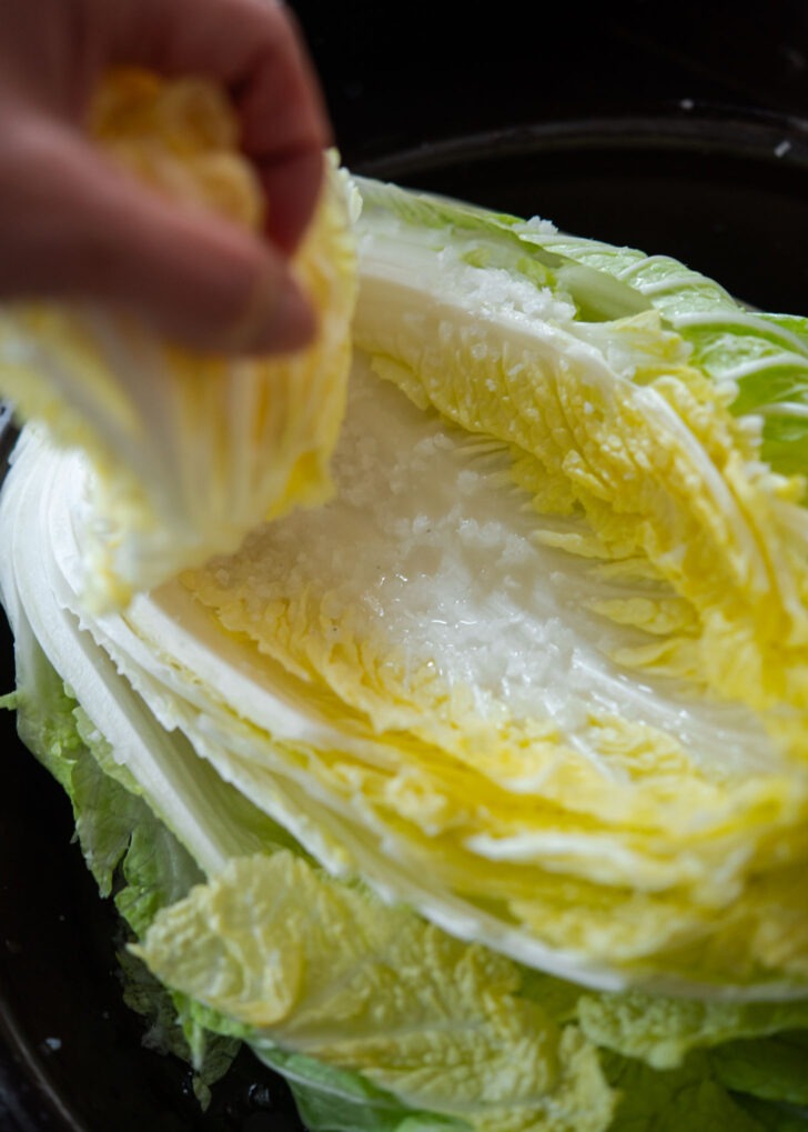 Sprinkling salt on the white stem parts of cabbage.